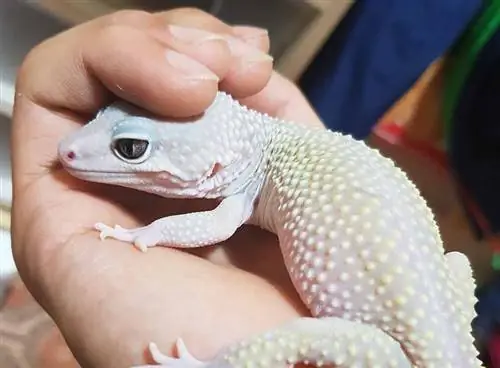 Nega mening Leopard Gecko Oqarib ketdi? Veterinar tomonidan ko'rib chiqilgan 7 ta sabab