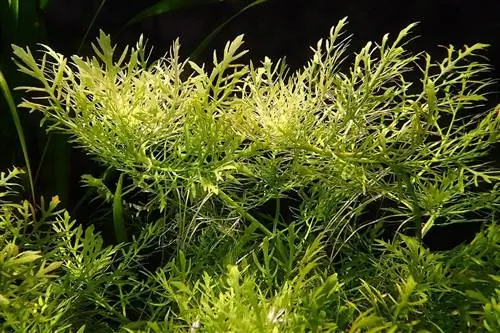 Усан Вистериа аквариумын ургамал: Арчилгааны зөвлөмж, тарих, давуу тал & Сул тал