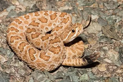 10 gjarpërinj të gjetur në Montana (me foto)