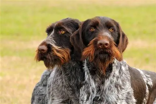 Vokiečių vielplaukių vijoklių šunų veislė: Informacija, nuotraukos, priežiūra & Daugiau
