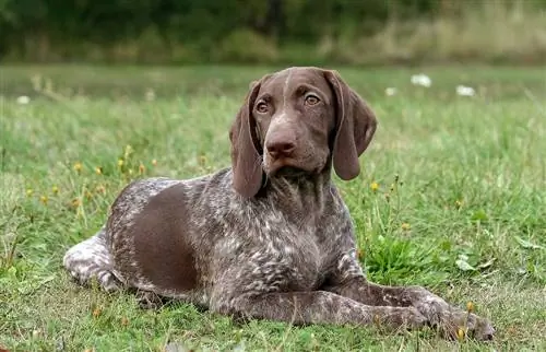 Raca gjermane e qenve me flokë të shkurtër: Informacion, fotografi, kujdes & Më shumë