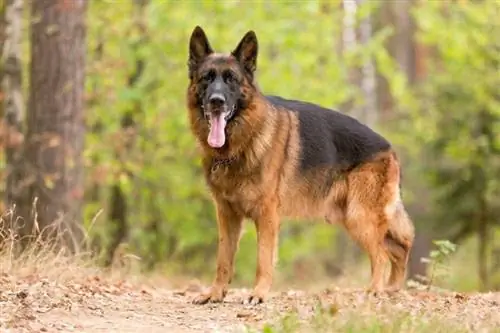 Ghid rasei de câini ciobănesc german: informații, imagini, îngrijire & Mai multe