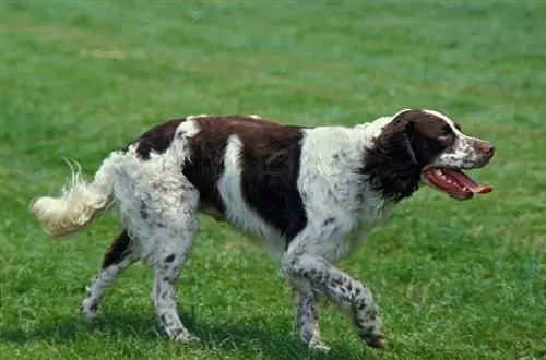 Fransk spaniel hunderaceguide: info, billeder, pleje & Mere