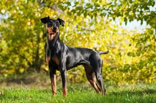 Ghid rasei de câini Pinscher german: informații, imagini, îngrijire & Mai multe