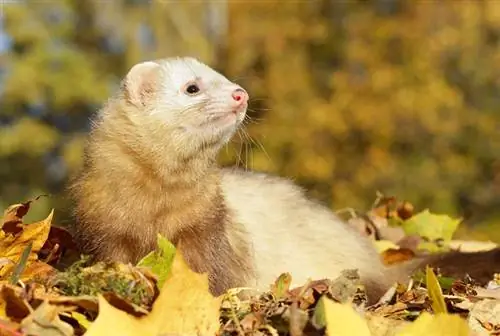 Champagne Ferret: Slike, činjenice & Rijetkost