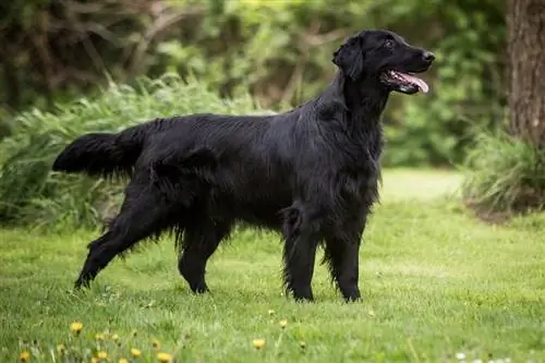 Flat-Coated Retriever hundrasguide: Info, bilder, skötsel & Mer