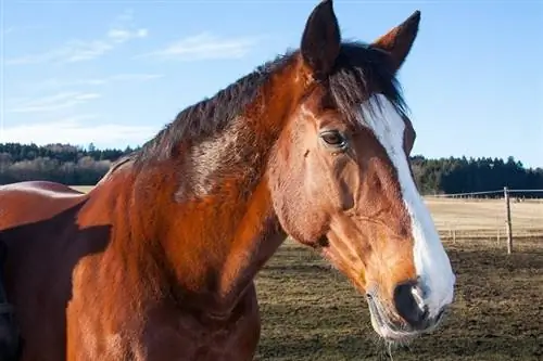 რატომ ეძახიან ზოგიერთ ცხენს თბილი სისხლი? ცხენების ფაქტები & ხშირად დასმული კითხვები