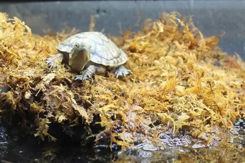 ¿Qué comen las tortugas bebés en la naturaleza y como mascotas? Dieta & Datos de Salud