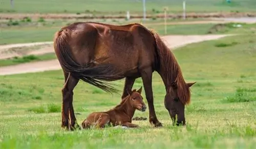 Onde os cavalos se originaram? Domesticação explicada