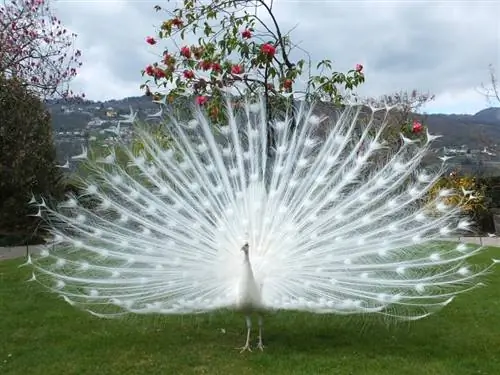 ¿Qué comen los pavos reales en la naturaleza y como mascotas? Dieta & Consejos de Salud