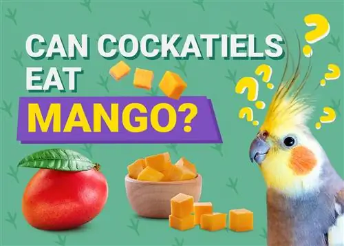Kas Cockatiels saab mangot süüa? Mida peate teadma