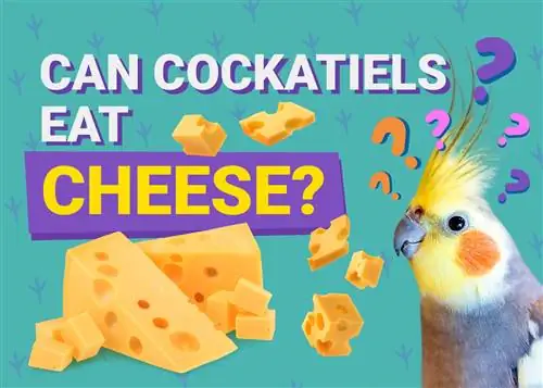 Können Nymphensittiche Käse essen? Was du wissen musst