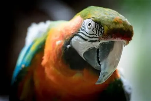 Harlequin Macaw: Ma'lumot & parvarishlash bo'yicha qo'llanma (rasmlar bilan)