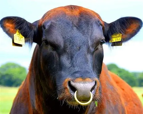 Tại sao bò đực có vòng ở mũi? Câu trả lời đáng ngạc nhiên