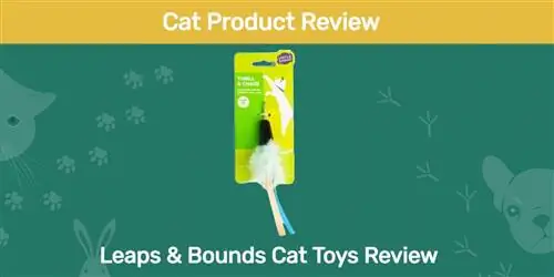 Leaps & Bounds Cat Toys шолу 2023: Артықшылықтары мен кемшіліктері & Үкім