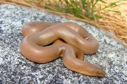 9 Schlangen in Kalifornien gefunden (mit Bildern)