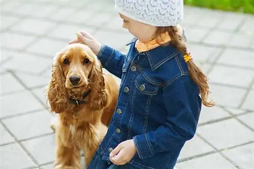 À quel point un Cocker Spaniel est-il bon avec des enfants ? Faits & FAQ