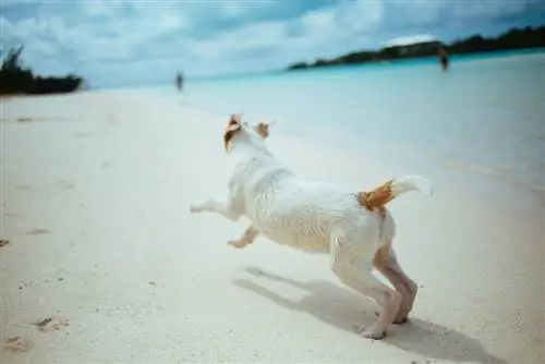 Apakah Redondo Beach Ramah Anjing? Panduan 2023, Tips Keselamatan & FAQ