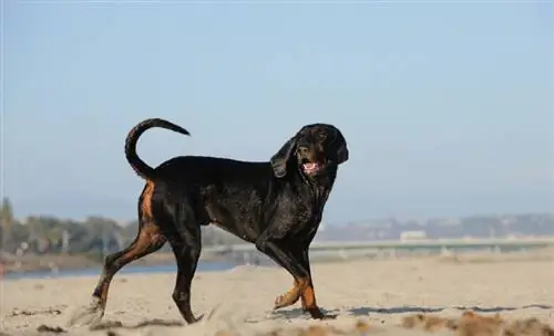 Huntington Beach'te Köpeklere İzin Veriliyor mu? 2023 Kılavuzu & İpuçları