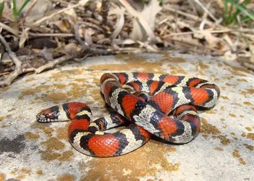 Βρέθηκαν 17 φίδια στη Γιούτα (με εικόνες)