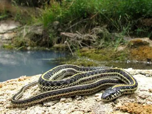 Kolorado valstijoje rastos 25 gyvatės (su nuotraukomis)