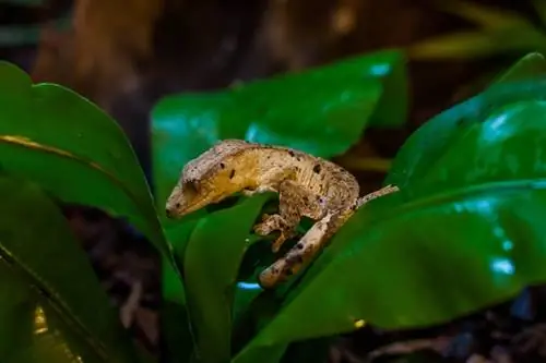 Mais de 200 nomes legais de lagartixas com crista: ideias para seu novo lagarto