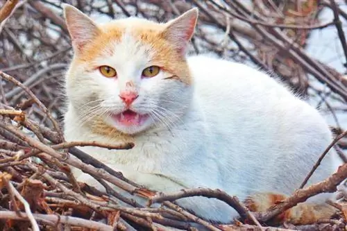 Что такое реакция Флемена у кошек (насмешка кошки)? Одобренные ветеринаром факты & Часто задаваемые вопросы