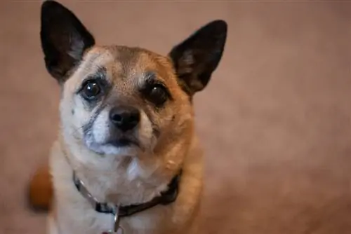 Canvis comuns d'envelliment en gossos grans: 10 signes revisats per veterinaris