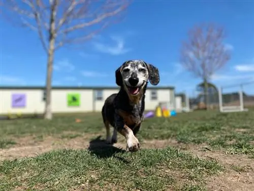 8 Voordelen van het adopteren van een oudere hond & Verzorgingstips