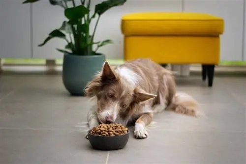 Cos'è il DHA nel cibo per cani? Vantaggi, svantaggi & FAQ