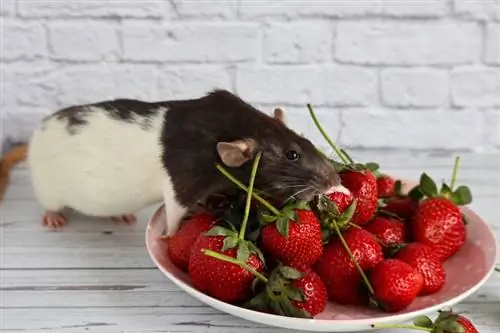 Ali lahko podgane jedo jagode? Kaj morate vedeti