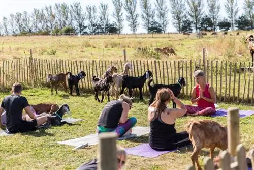 8 benefícios para a saúde do Goat Yoga – uma prática divertida para a saúde mental