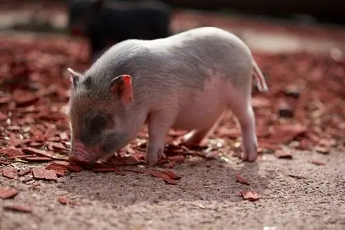 Combien coûte un mini cochon ? Guide des prix 2023