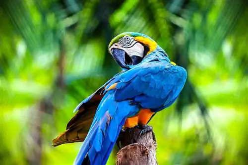 Siz bilishni yoqtiradigan 6 ta qiziqarli macaw faktlari