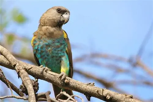 Meyers papegøye: fakta, kosthold & Omsorg (med bilder)
