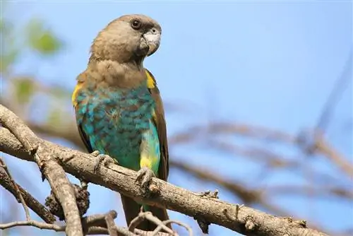 Meyer’s Parrot: Facts, Diet & Care (kèm Ảnh)