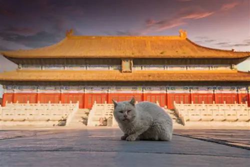 Kucing dalam Budaya Cina & Sejarah: Di Mana Ia Sesuai?