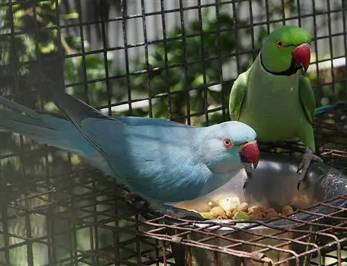Indiai gyűrűsnyakú papagáj: Tények, étrend & Gondozás (képekkel)