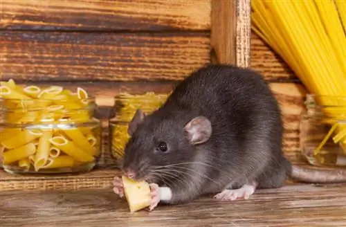 Mohou krysy jíst sýr? Co potřebuješ vědět