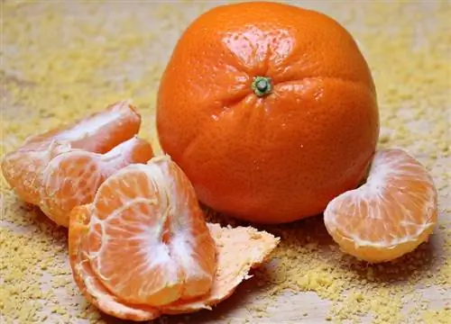 Vai žurkas var ēst apelsīnus? Kas jums jāzina
