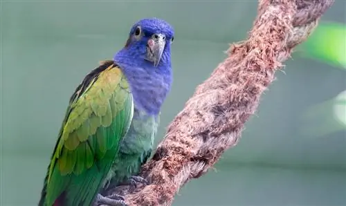 Pionusa papagailis: personība, diēta, aprūpe & Fakti (ar attēliem)