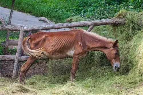 ছবি