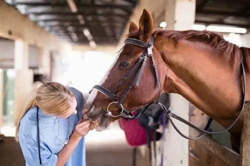 10 Problemas comunes de salud de los caballos, Enfermedades & Enfermedades (Respuesta del veterinario)