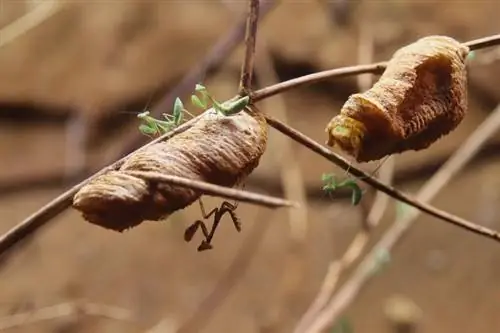 ছবি