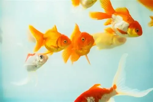 Ammonia thiab Goldfish: Fish Tank Guidelines (2023)