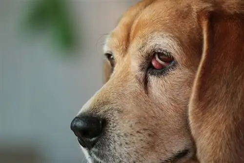 Beagle Cherry Eye: Co to je, & Jak se o něj pečuje