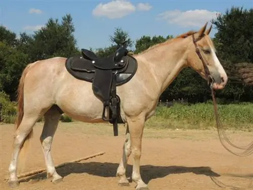 Missouri Fox Trotter Horse: Plejevejledning, varianter, levetid & Mere (med billeder)