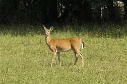 ছবি