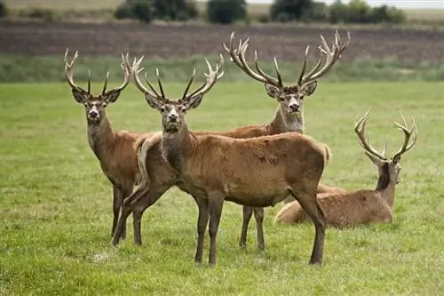 Robia jelene skvelé domáce zvieratá? Zákonnosť, etika & často kladené otázky