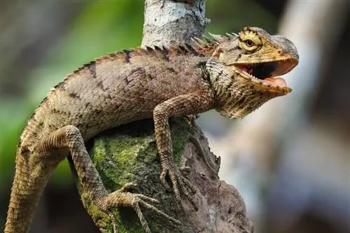 Què mengen les iguanes en estat salvatge i com a mascotes? Dieta & Dades de salut